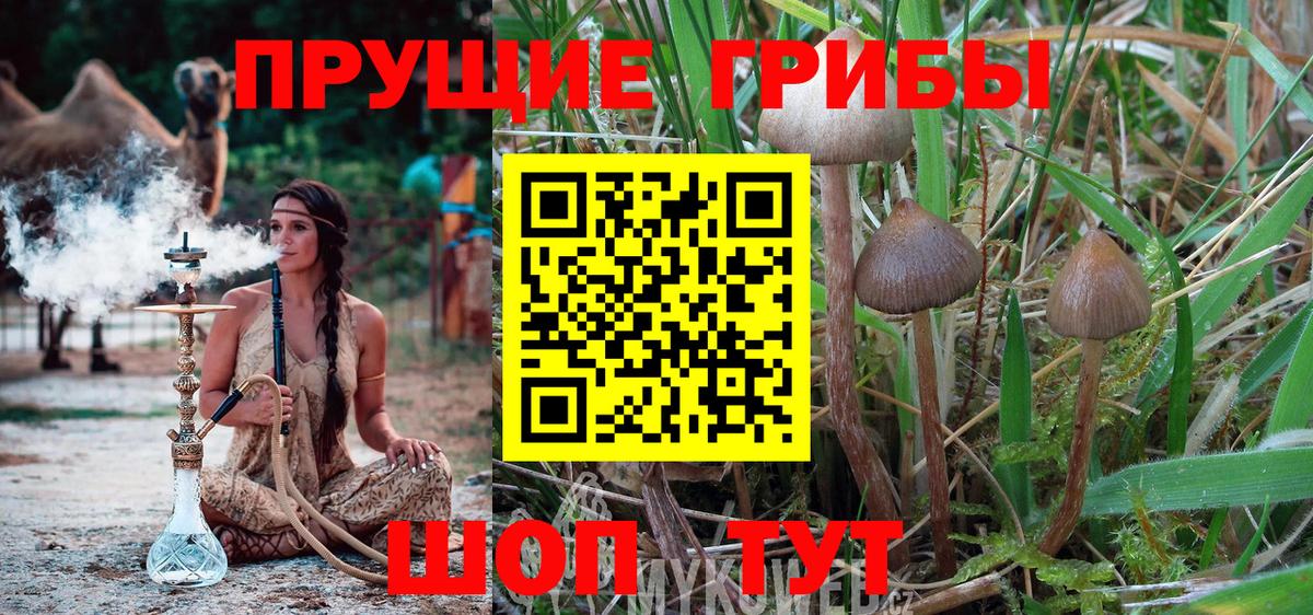 купить закладку  Вход с VPN  Дубна  Псилоцибиновые грибы мухоморы 
